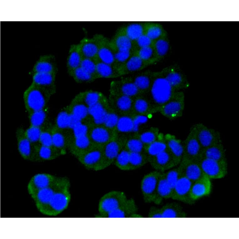 Immunofluorescence - Anti-GRM5 Antibody (A10876) - Antibodies.com