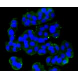Immunofluorescence - Anti-GRM5 Antibody (A10876) - Antibodies.com
