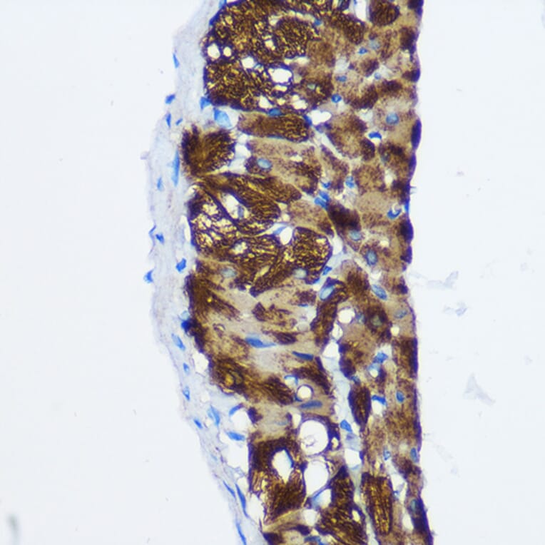 Immunohistochemistry - Anti-PPP1CB Antibody (A13118) - Antibodies.com