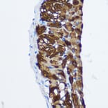 Immunohistochemistry - Anti-PPP1CB Antibody (A13118) - Antibodies.com