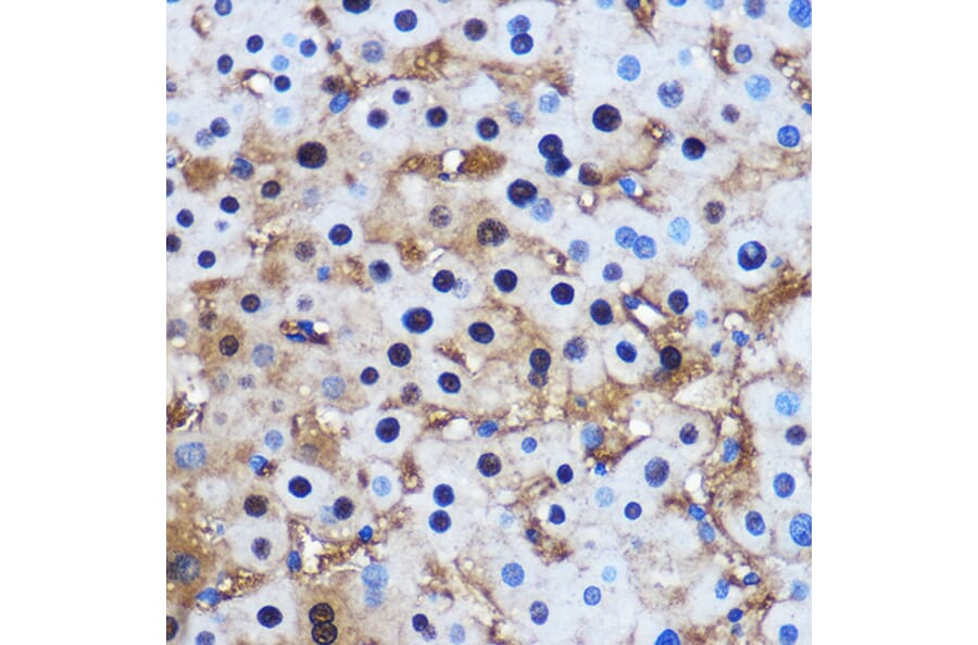 Immunohistochemistry - Anti-PPP1CB Antibody (A13118) - Antibodies.com