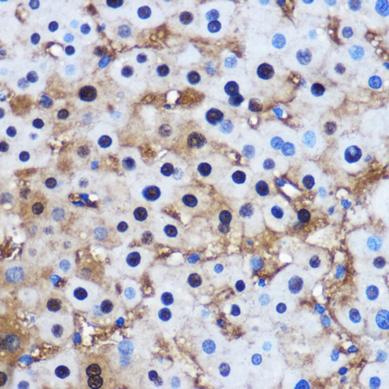 Immunohistochemistry - Anti-PPP1CB Antibody (A13118) - Antibodies.com