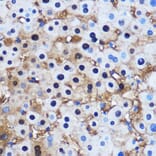 Immunohistochemistry - Anti-PPP1CB Antibody (A13118) - Antibodies.com