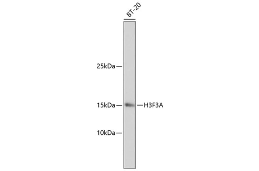 Western Blot - Anti-Histone H3.3 Antibody (A10880) - Antibodies.com