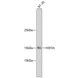 Western Blot - Anti-Histone H3.3 Antibody (A10880) - Antibodies.com