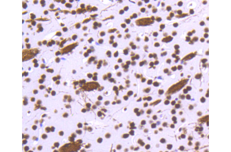 Immunohistochemistry - Anti-Histone H3.3 Antibody (A10880) - Antibodies.com