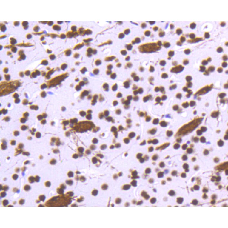 Immunohistochemistry - Anti-Histone H3.3 Antibody (A10880) - Antibodies.com