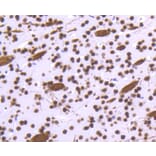 Immunohistochemistry - Anti-Histone H3.3 Antibody (A10880) - Antibodies.com