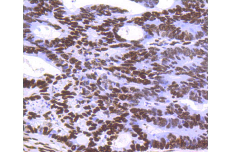 Immunohistochemistry - Anti-Histone H3.3 Antibody (A10880) - Antibodies.com