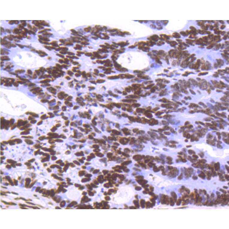 Immunohistochemistry - Anti-Histone H3.3 Antibody (A10880) - Antibodies.com