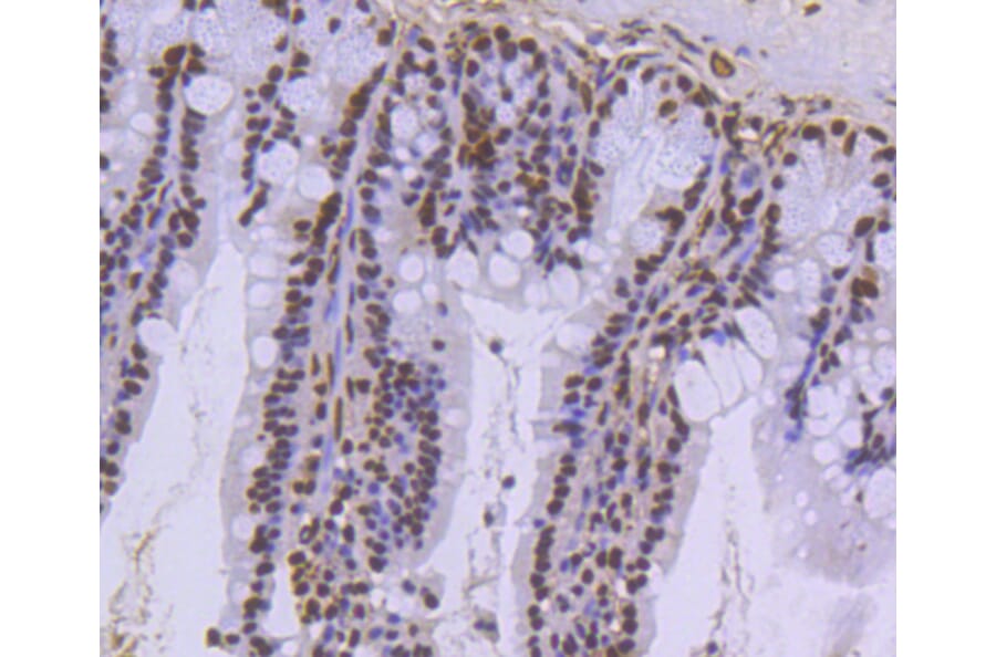 Immunohistochemistry - Anti-Histone H3.3 Antibody (A10880) - Antibodies.com