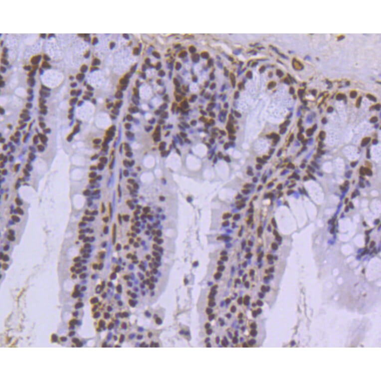 Immunohistochemistry - Anti-Histone H3.3 Antibody (A10880) - Antibodies.com