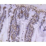 Immunohistochemistry - Anti-Histone H3.3 Antibody (A10880) - Antibodies.com
