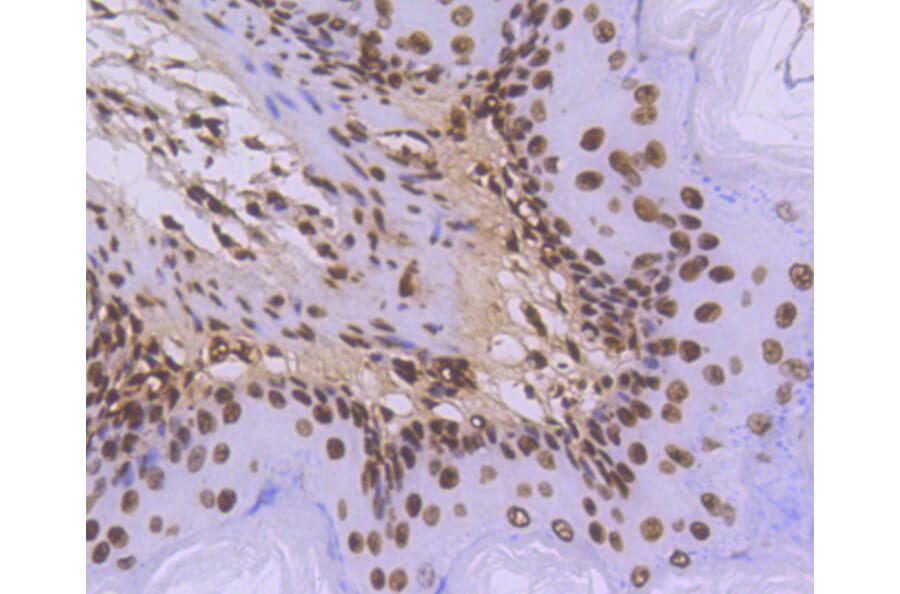 Immunohistochemistry - Anti-Histone H3.3 Antibody (A10880) - Antibodies.com