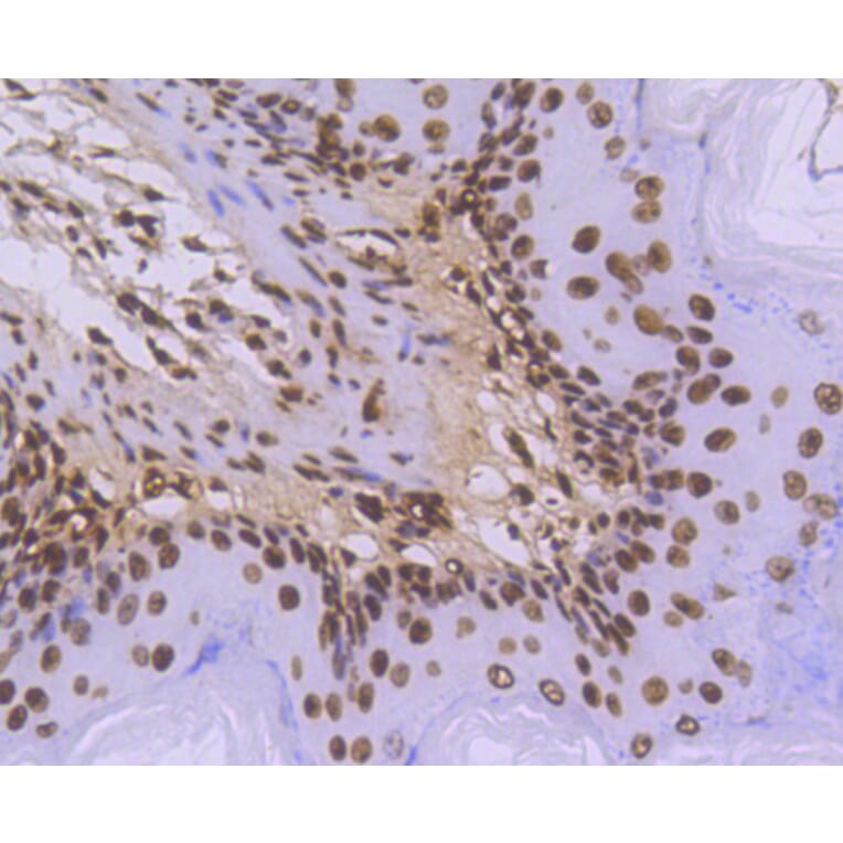 Immunohistochemistry - Anti-Histone H3.3 Antibody (A10880) - Antibodies.com