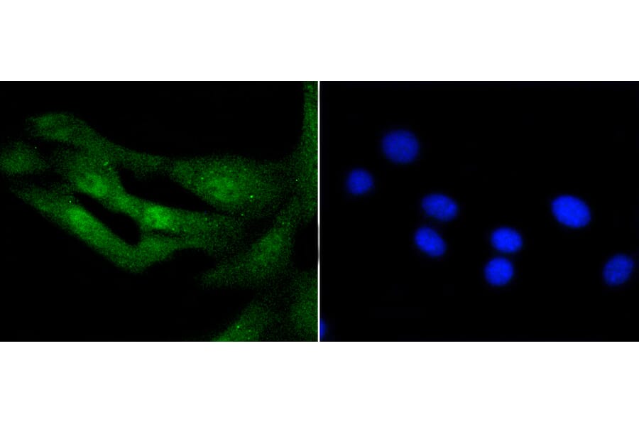Immunofluorescence - Anti-Histone H3.3 Antibody (A10880) - Antibodies.com
