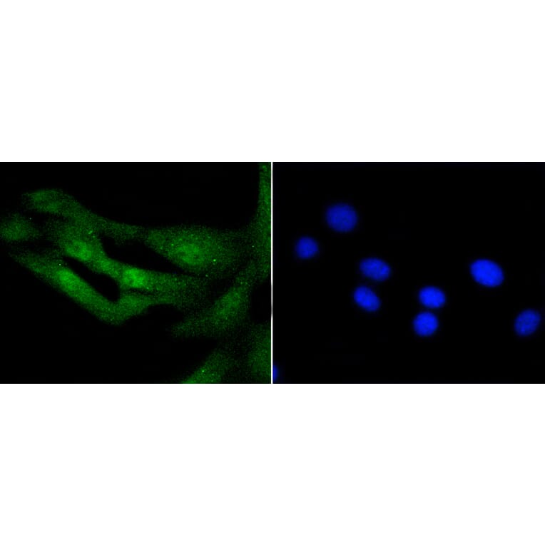 Immunofluorescence - Anti-Histone H3.3 Antibody (A10880) - Antibodies.com