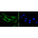 Immunofluorescence - Anti-Histone H3.3 Antibody (A10880) - Antibodies.com