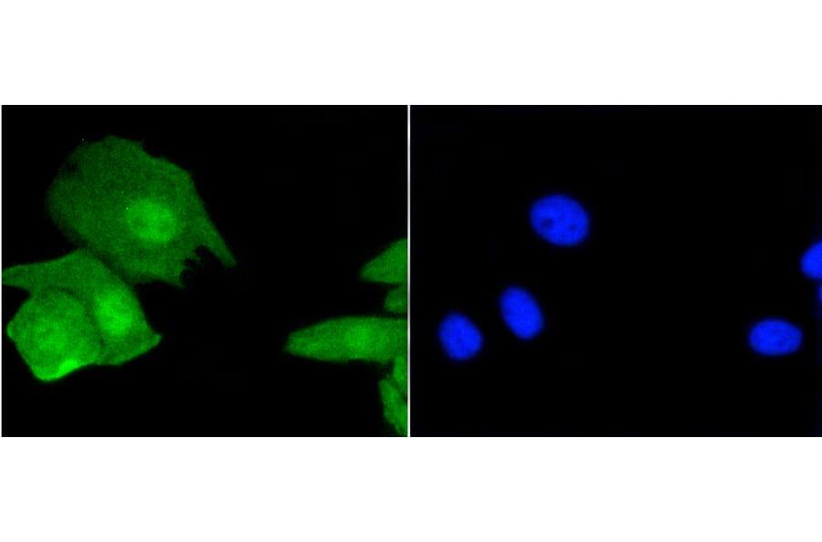 Immunofluorescence - Anti-Histone H3.3 Antibody (A10880) - Antibodies.com