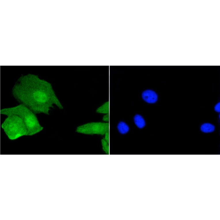 Immunofluorescence - Anti-Histone H3.3 Antibody (A10880) - Antibodies.com