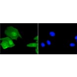 Immunofluorescence - Anti-Histone H3.3 Antibody (A10880) - Antibodies.com