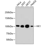Western Blot - Anti-HK1 Antibody (A10886) - Antibodies.com