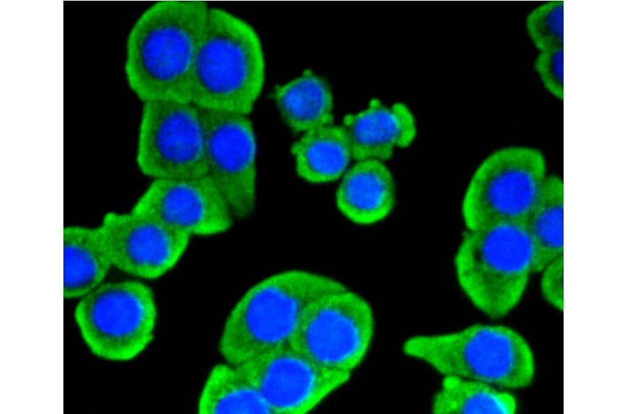 Immunofluorescence - Anti-HK1 Antibody (A10886) - Antibodies.com