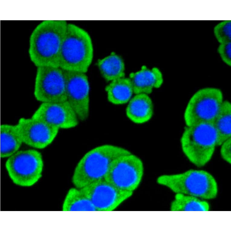 Immunofluorescence - Anti-HK1 Antibody (A10886) - Antibodies.com