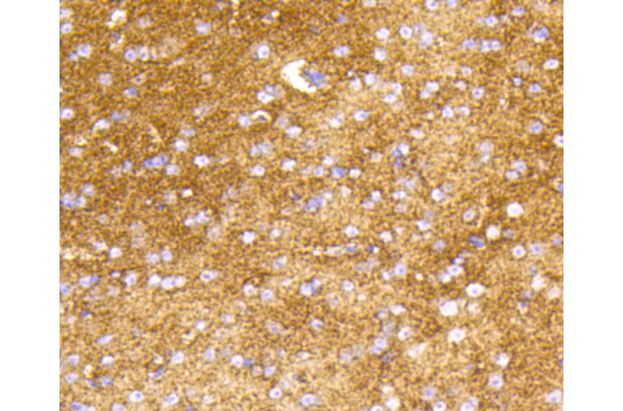 Immunohistochemistry - Anti-HK1 Antibody (A10886) - Antibodies.com