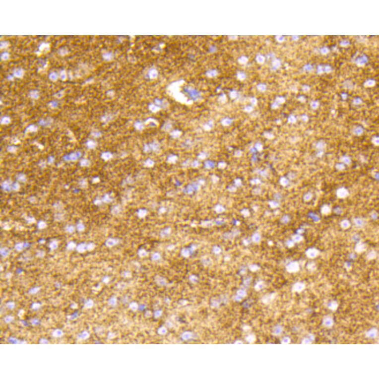Immunohistochemistry - Anti-HK1 Antibody (A10886) - Antibodies.com