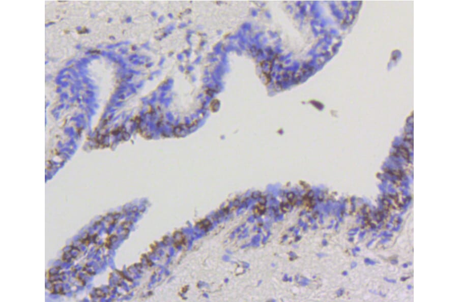 Immunohistochemistry - Anti-HK1 Antibody (A10886) - Antibodies.com