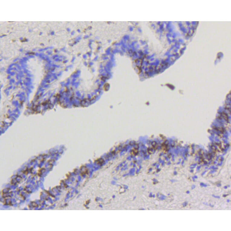Immunohistochemistry - Anti-HK1 Antibody (A10886) - Antibodies.com