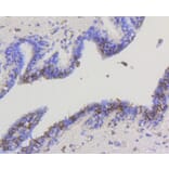 Immunohistochemistry - Anti-HK1 Antibody (A10886) - Antibodies.com