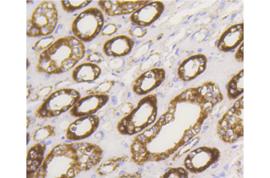 Immunohistochemistry - Anti-HK1 Antibody (A10886) - Antibodies.com