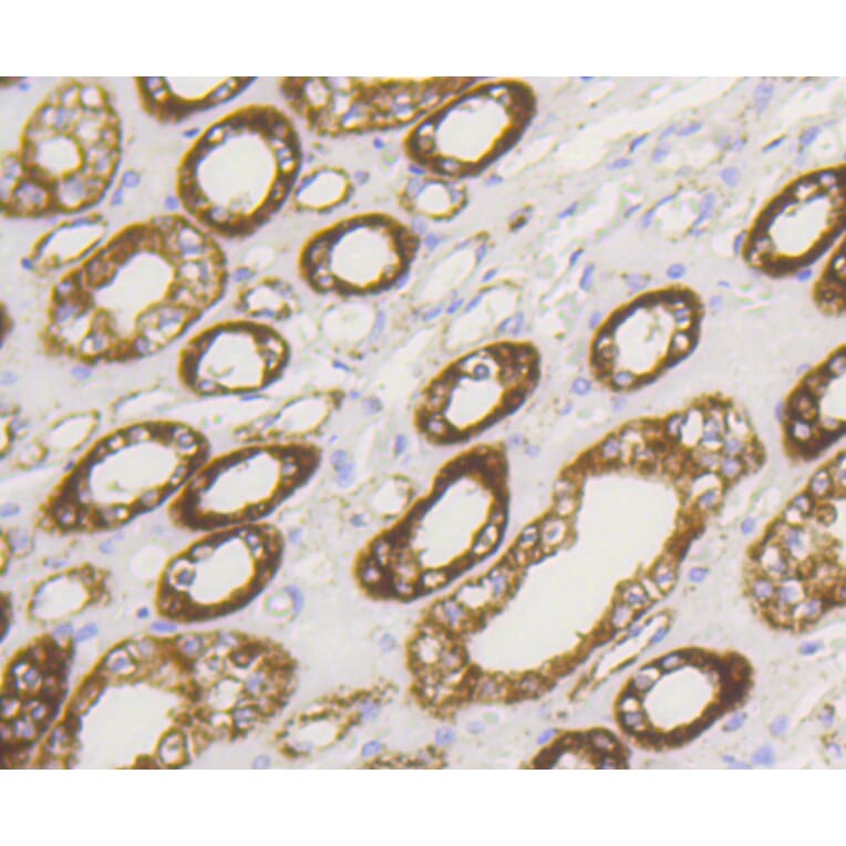 Immunohistochemistry - Anti-HK1 Antibody (A10886) - Antibodies.com
