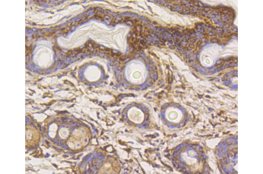 Immunohistochemistry - Anti-HK1 Antibody (A10886) - Antibodies.com
