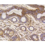 Immunohistochemistry - Anti-HK1 Antibody (A10886) - Antibodies.com