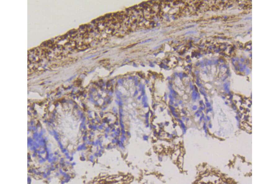 Immunohistochemistry - Anti-HK1 Antibody (A10886) - Antibodies.com