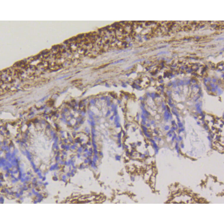 Immunohistochemistry - Anti-HK1 Antibody (A10886) - Antibodies.com