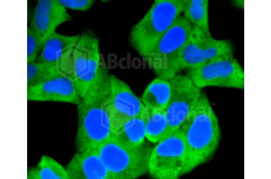 Immunofluorescence - Anti-HK1 Antibody (A10886) - Antibodies.com