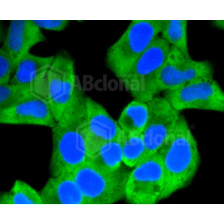 Immunofluorescence - Anti-HK1 Antibody (A10886) - Antibodies.com