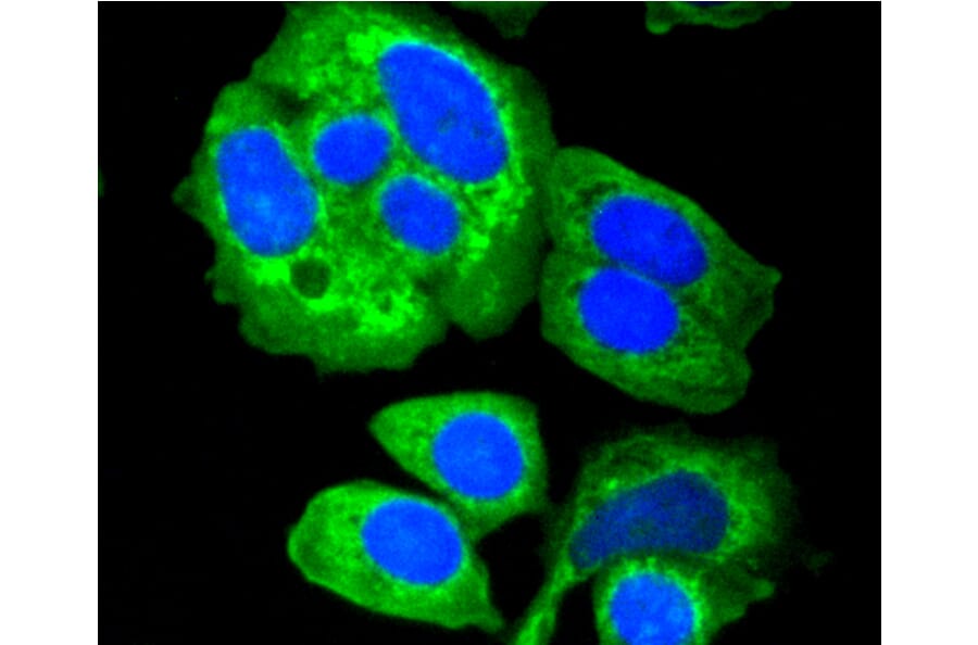 Immunofluorescence - Anti-HK1 Antibody (A10886) - Antibodies.com
