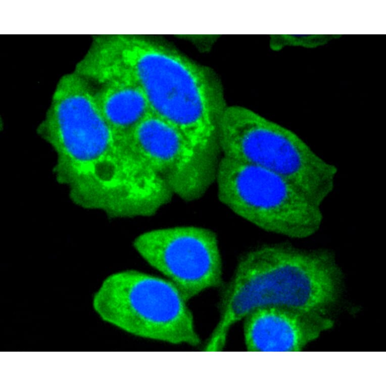 Immunofluorescence - Anti-HK1 Antibody (A10886) - Antibodies.com