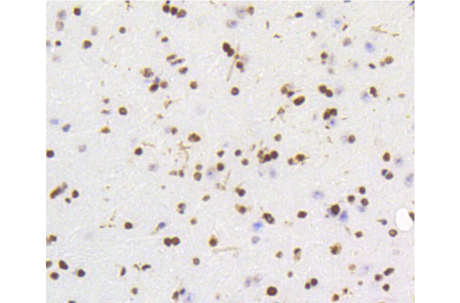 Immunohistochemistry - Anti-HMGB1 Antibody (A10889) - Antibodies.com