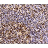 Immunohistochemistry - Anti-HMGB1 Antibody (A10889) - Antibodies.com