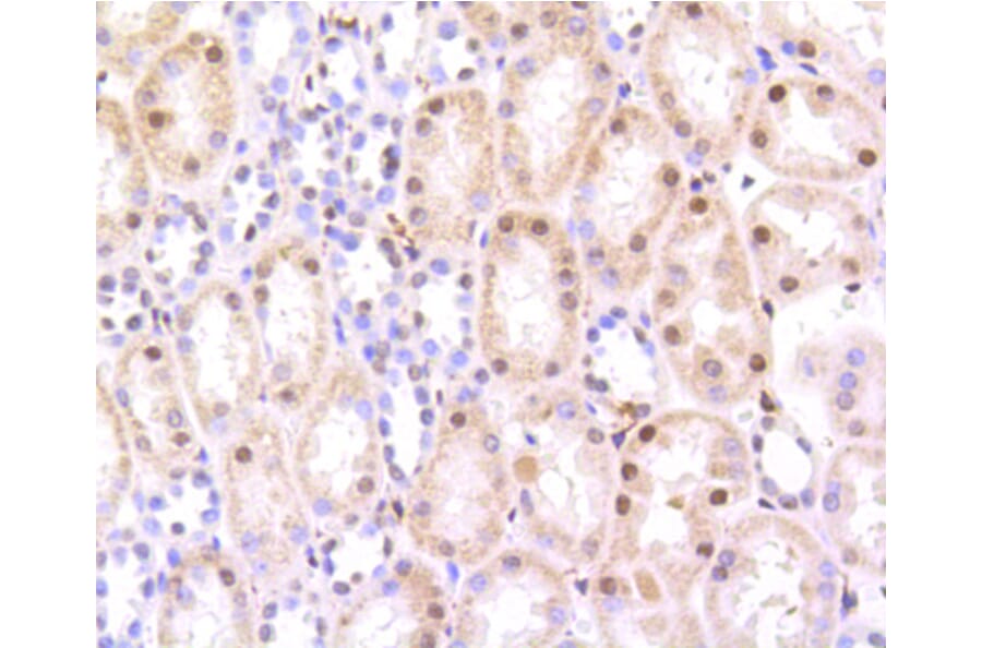 Immunohistochemistry - Anti-HMGB1 Antibody (A10889) - Antibodies.com