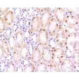 Immunohistochemistry - Anti-HMGB1 Antibody (A10889) - Antibodies.com