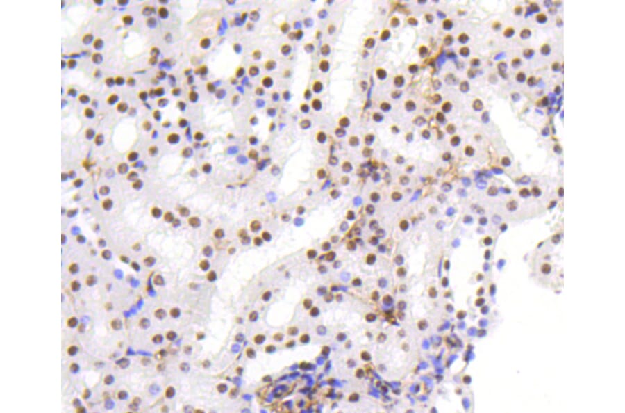 Immunohistochemistry - Anti-HMGB1 Antibody (A10889) - Antibodies.com