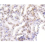 Immunohistochemistry - Anti-HMGB1 Antibody (A10889) - Antibodies.com