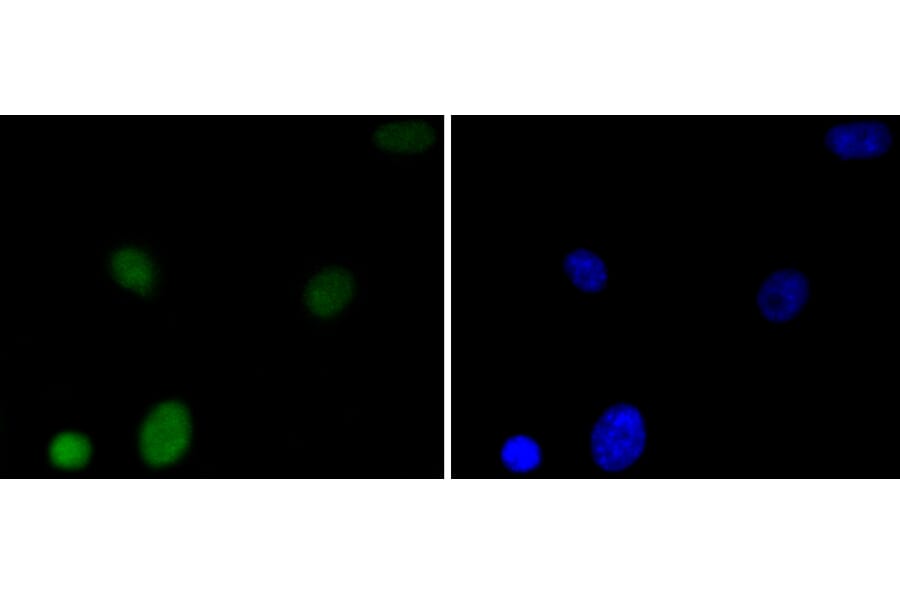 Immunofluorescence - Anti-HMGB1 Antibody (A10889) - Antibodies.com